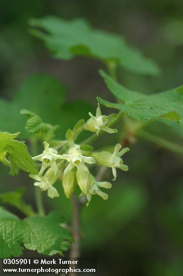 Sticky Currant blossoms & foliage detail