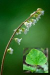 Three-toothed Mitrewort blossoms detail