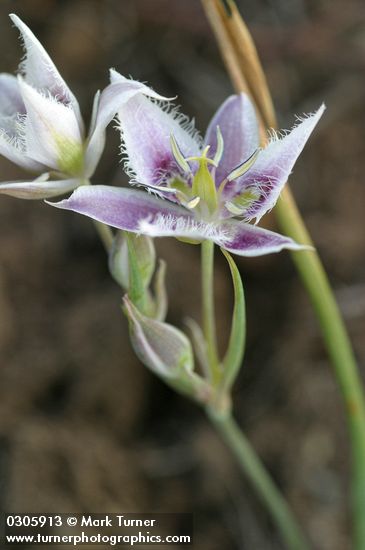 Lyall's Star Tulip blossom detail