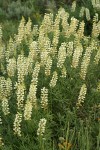 Sulphur Lupines (white form)
