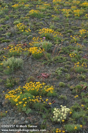 Linear-leaved Daisies, Douglas' Buckwheat, Lewisia flower buds, Hooker's Balsamroot foliage & Hood's Phlox foliage on lithosol at sunset