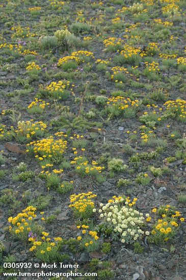 Linear-leaved Daisies, Douglas' Buckwheat, Rock Penstemon, Thompson's Paintbrush, Hooker's Balsamroot foliage & Hood's Phlox foliage on lithosol at sunset