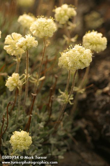 Douglas' Buckwheat blossoms detail