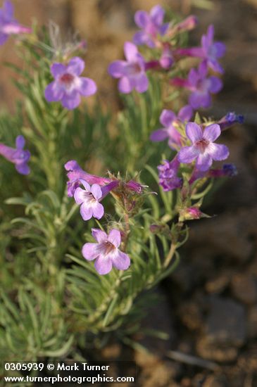 Rock Penstemon