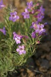 Rock Penstemon