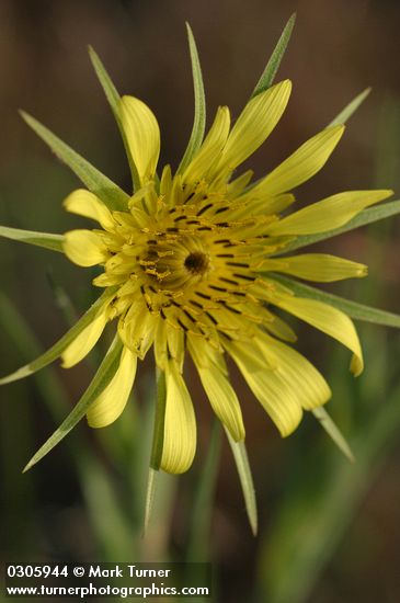 Yellow Salsify blossom detail