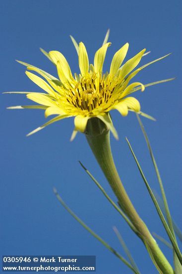 Yellow Salsify blossom against blue sky
