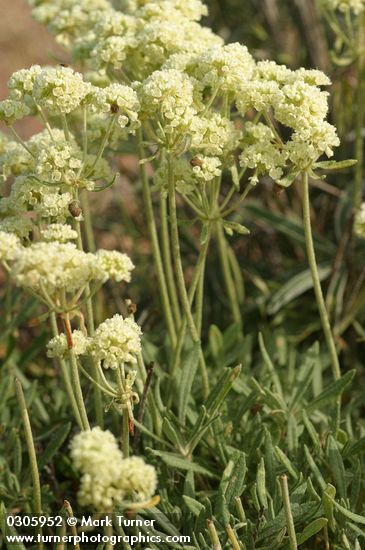 Parsnipflower Buckwheat