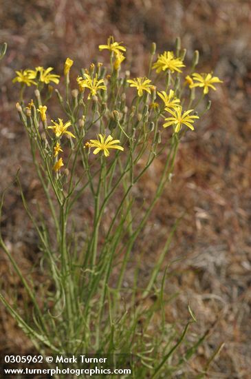 Slender Hawksbeard