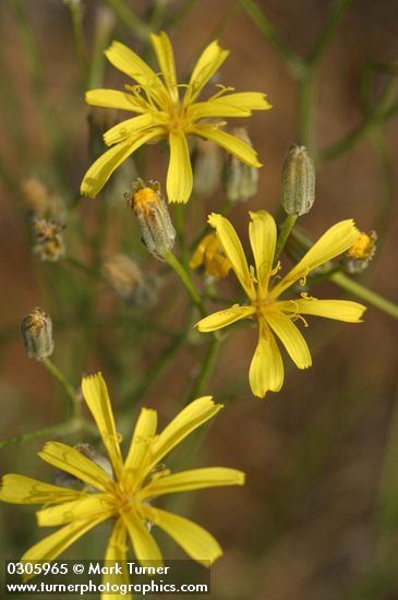Slender Hawksbeard blossoms detail