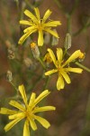 Slender Hawksbeard blossoms detail