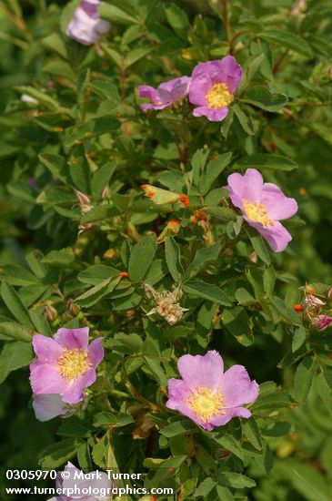 Pearhip Rose blossoms & foliage