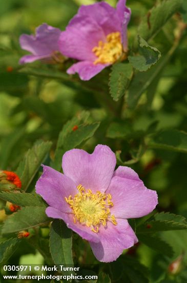Pearhip Rose blossoms & foliage detail