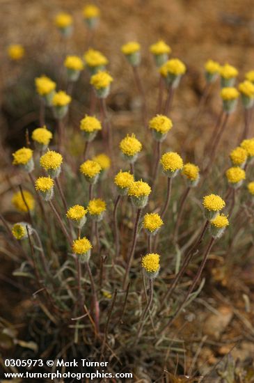 Scabland Fleabane