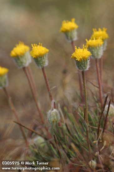 Scabland Fleabane blossoms & foliage detail