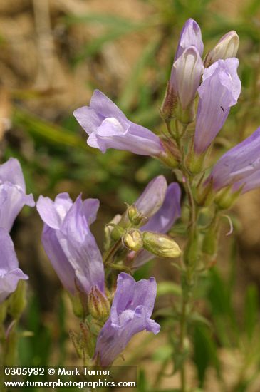 Shrubby Penstemon blossoms