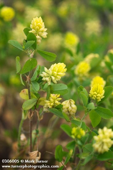 Field Clover blossoms & foliage detail