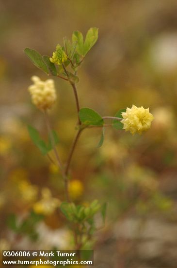 Field Clover blossoms & foliage detail