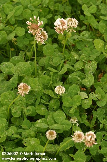 White Clover