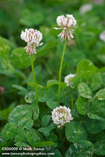 White Clover blossoms & foliage