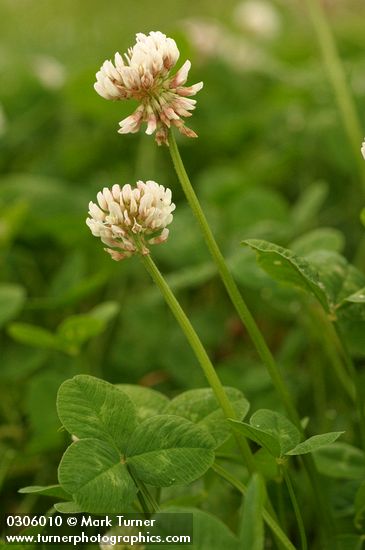 White Clover blossoms & foliage