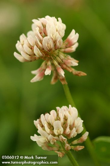 White Clover blossoms detail