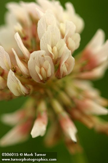 White Clover blossom extreme detail