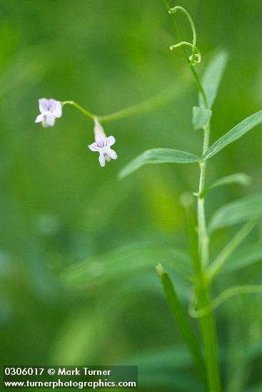 Hairy Vetch blossoms & foliage detail