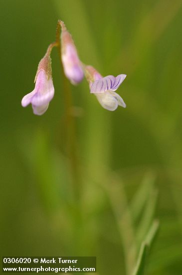 Hairy Vetch blossoms detail