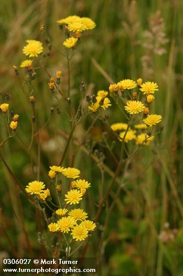 Smooth Hawksbeard blossoms