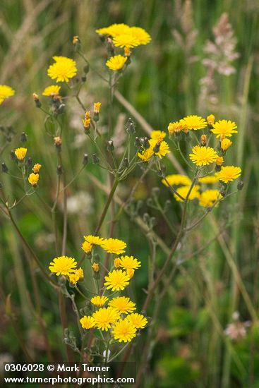 Smooth Hawksbeard blossoms