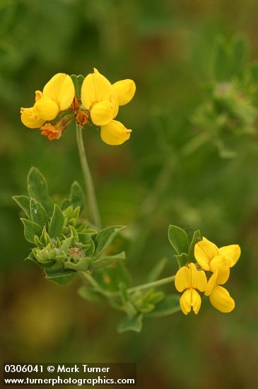 Bird's-foot Trefoil blossoms & foliage detail