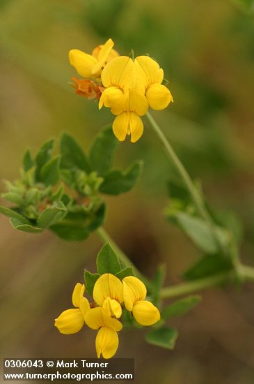 Bird's-foot Trefoil blossoms & foliage detail