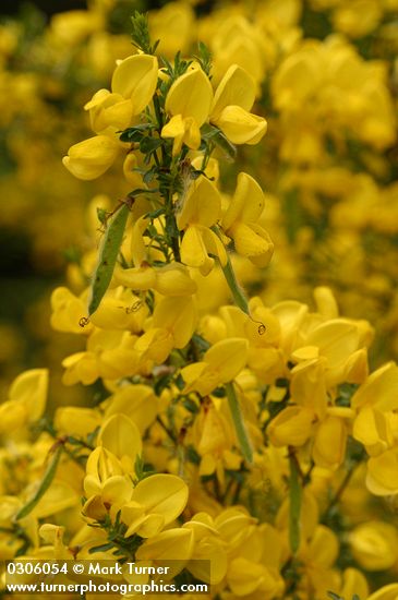Scotch Broom blossoms & immature seed pods detail