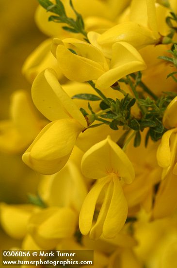 Scotch Broom blossoms extreme detail