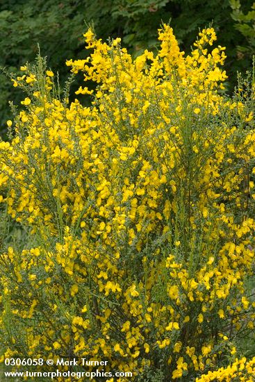 Scotch Broom