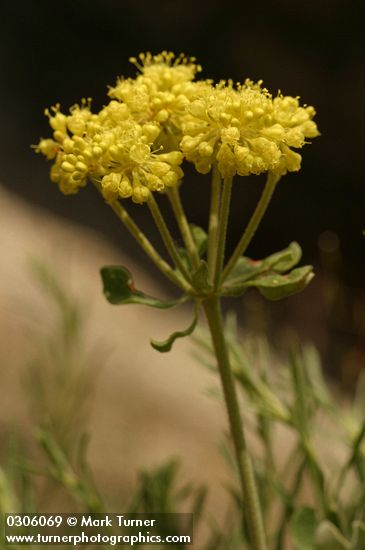 Sulfur Buckwheat (Sulphur Eriogonum) blossoms detail