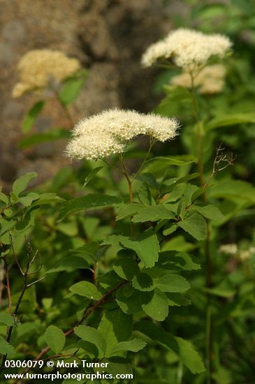 Birchleaf Spiraea blossoms & foliage