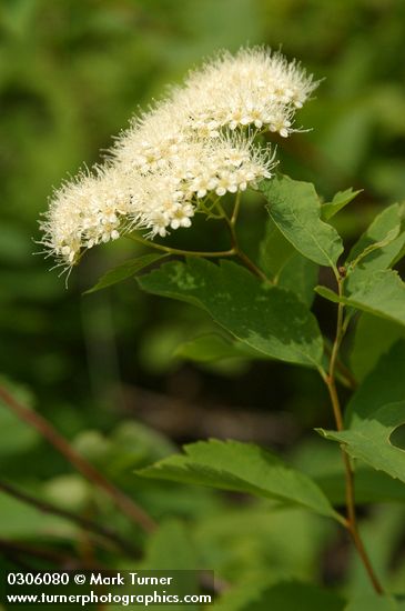 Birchleaf Spiraea blossoms & foliage detail