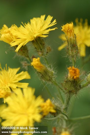 Western Hawkweed blossoms detail