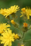 Western Hawkweed blossoms detail