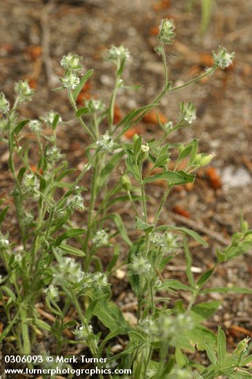 Common Cryptantha