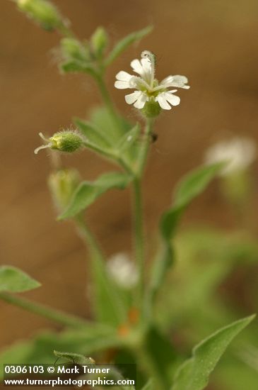 Menzies' Catchfly blossom & foliage detail