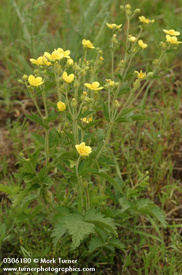 Sharp-toothed (Glandular) Cinquefoil