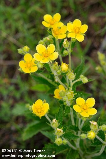Sharp-toothed (Glandular) Cinquefoil blossoms