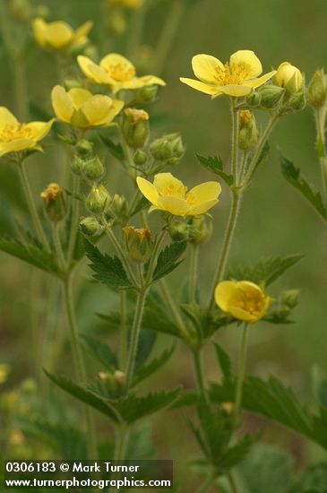 Sharp-toothed (Glandular) Cinquefoil blossoms