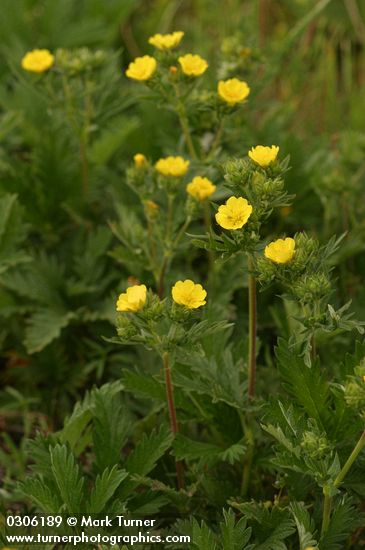 Fivefinger Cinquefoil