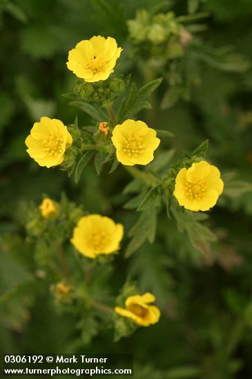 Fivefinger Cinquefoil blossoms detail