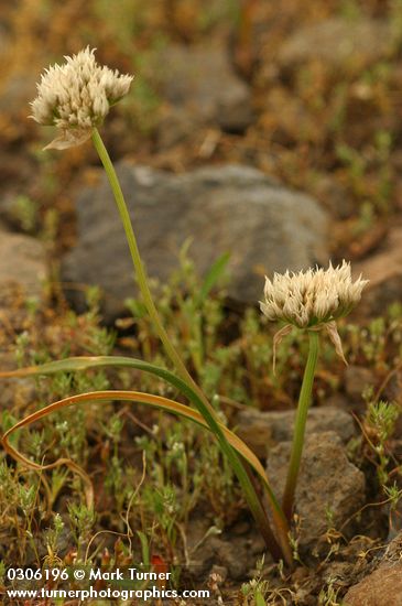 Tolmie's Onion dry flower heads & drying foliage