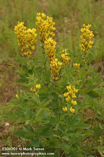 Mountain Golden-pea